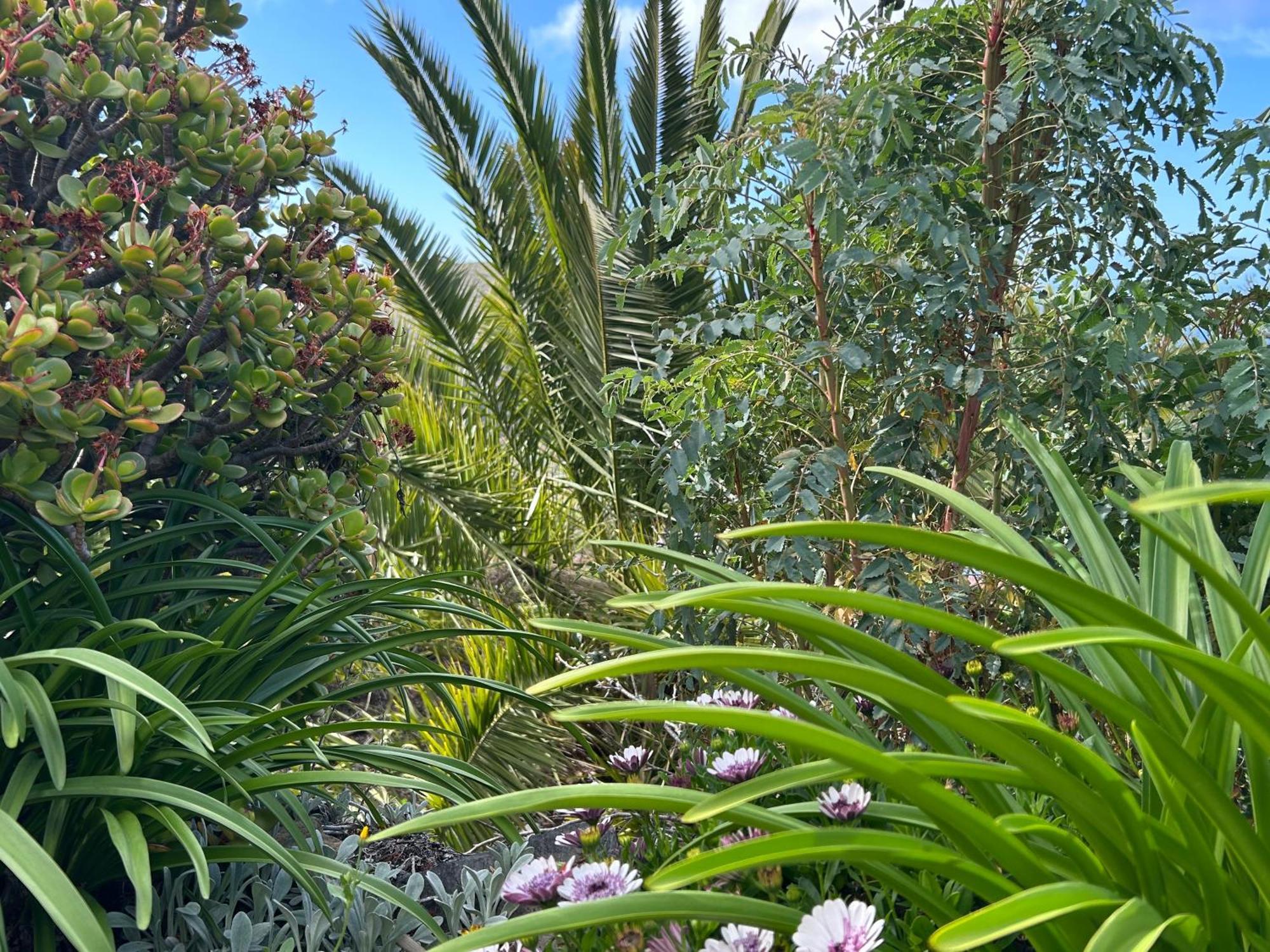 Casa Buenavida Villa Alajeró Eksteriør billede